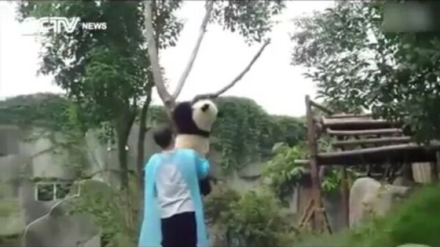 So cute! panda asks for hug to get down from tree
