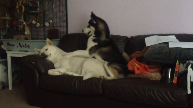 Funny huskies playing