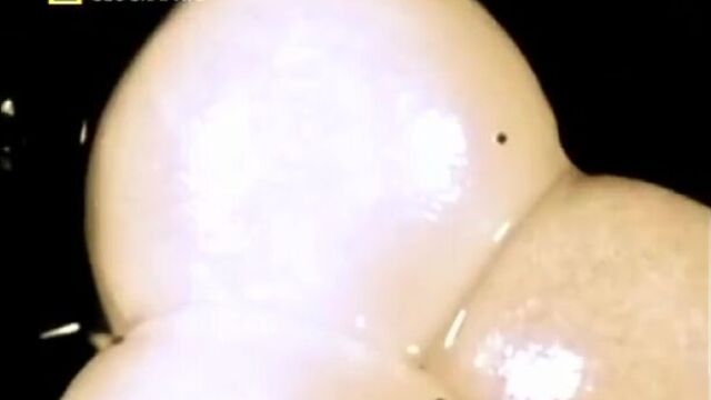 Дикий секс- извращенцы? / wild sex- deviants?