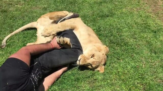 Kiara loves when adolfo, his first adoptive dad, visits her