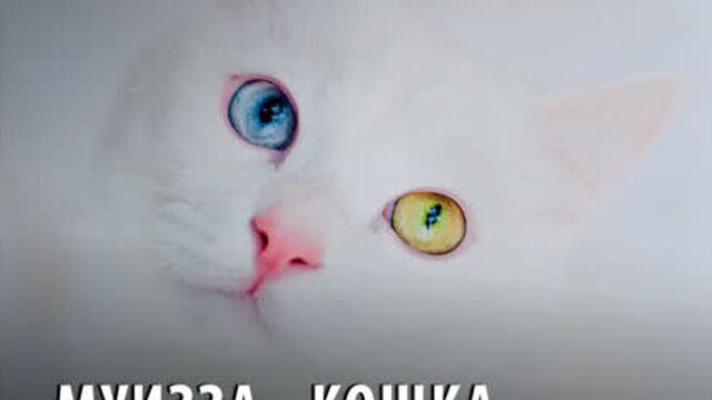 Муизза - кошка пророка мухаммада