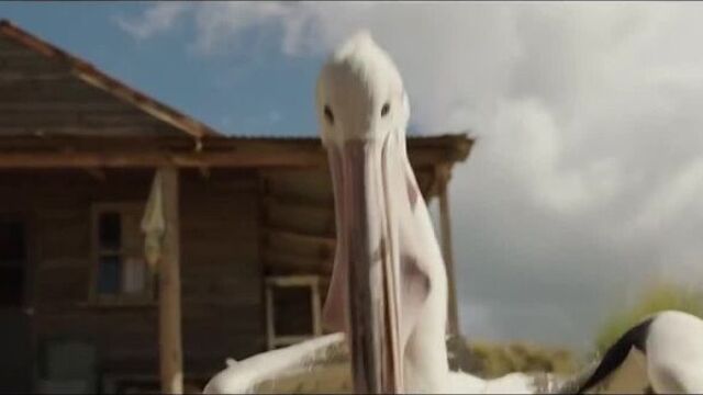 Мой друг мистер персиваль _ штормовой мальчик (storm boy) - русский трейлер (201