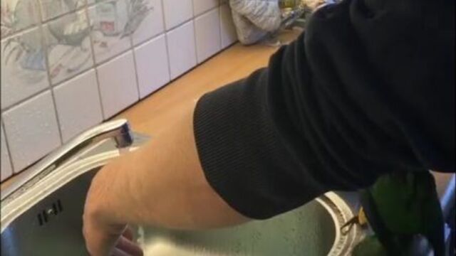 Kiwi.the.caique птичка , попугай киви, попугайчик 1