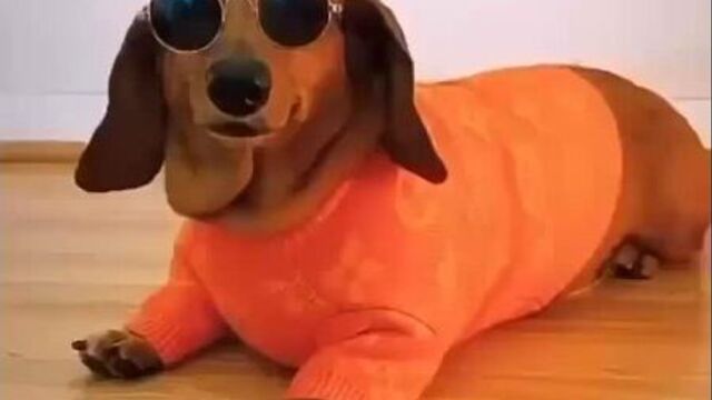 Собака улыбака)