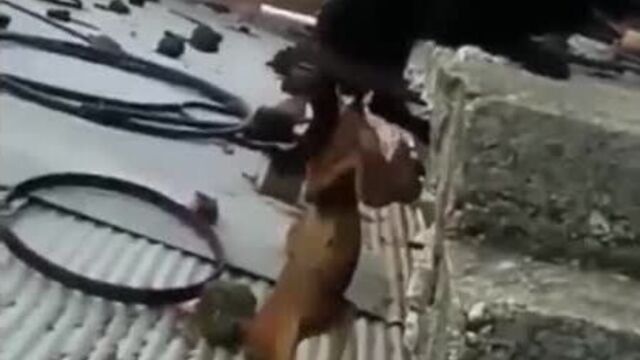 Собаки слиплись