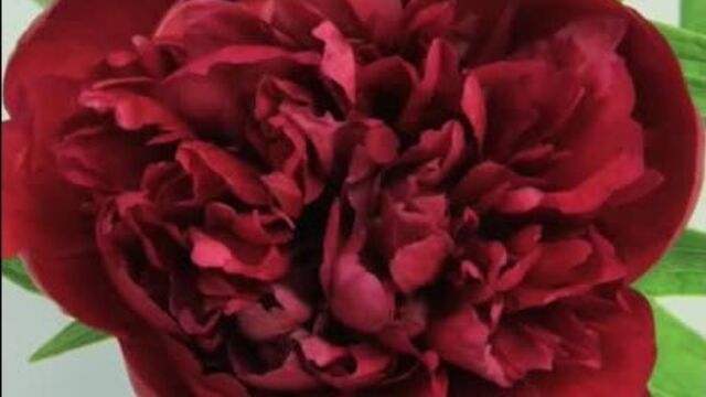 Вальс цветов