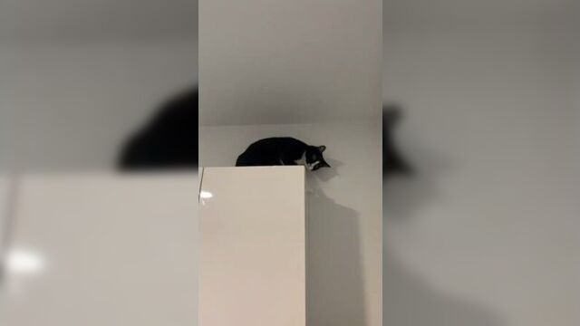 Изыди, сатана