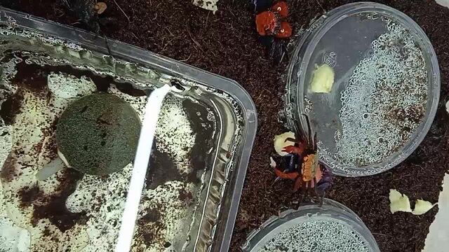 Крабик вампир