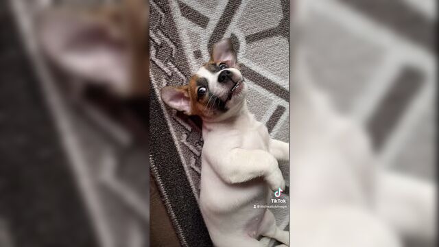 Клип 5 хани бани))