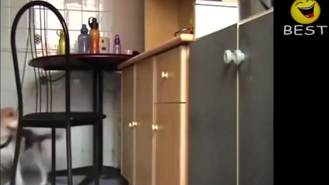 Собаки приколы. приколы с собаками. приколы с животными. лучшее за 2014 2015 год.