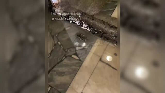 Сенсация! в подземном переходе альметьевска появились раки
