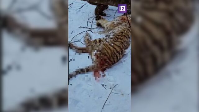 В приморье нашли убитого амурского тигренка