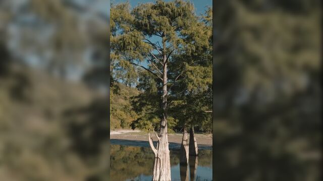 Кипарисы на озере в сукко 2022