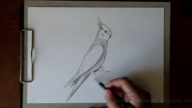 Как нарисовать попугая корелла в полный рост карандашом
