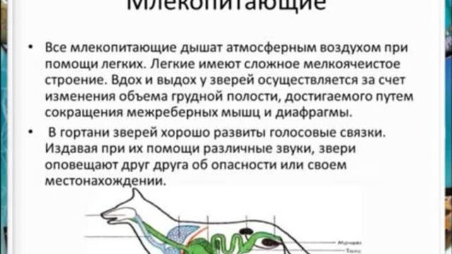 Кто такие звери-млекопитающие