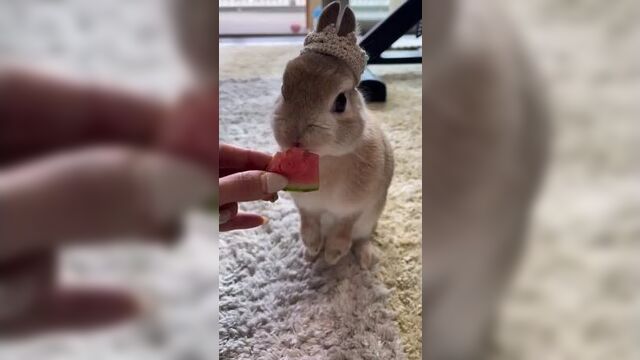 Талисман 2023 года