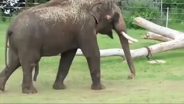 Elephant Порно Видео | укатлант.рф