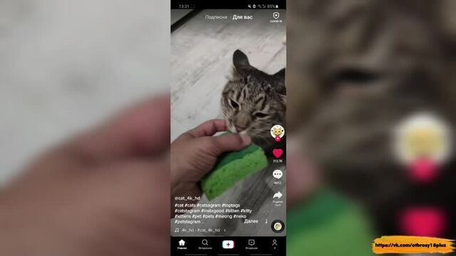 Годный тик-ток - кот который любит губки