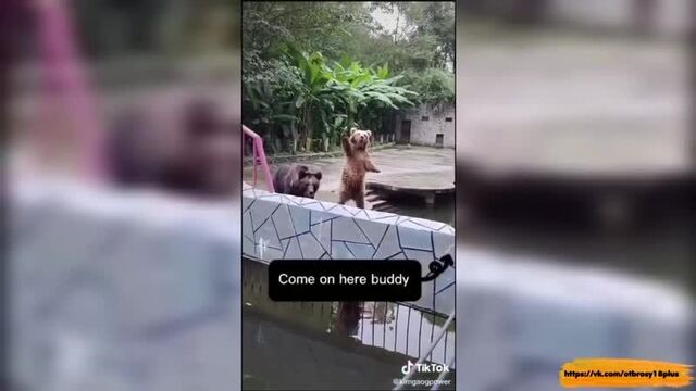 Годный тик-ток - малой мишка просит еды