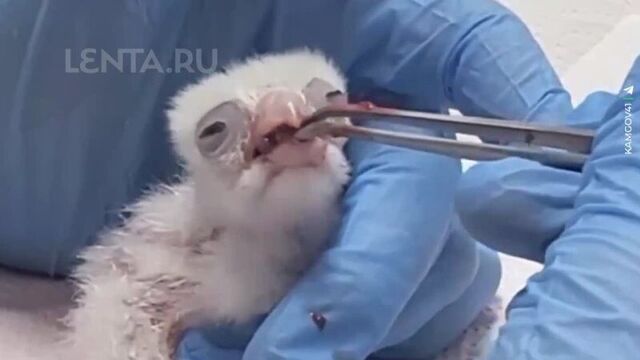 0это не просто птенчики, а детёныши краснокнижного белого кречета.