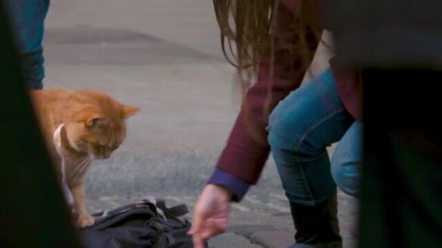 "уличный кот по имени боб": фильм о дружбе уличного музыканта и рыжего кота.