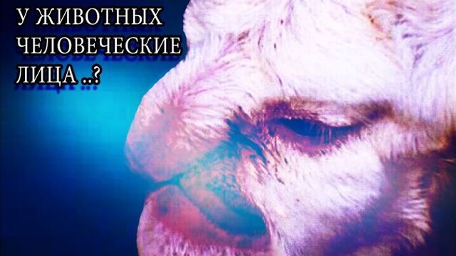 Баран с человеческим лицом