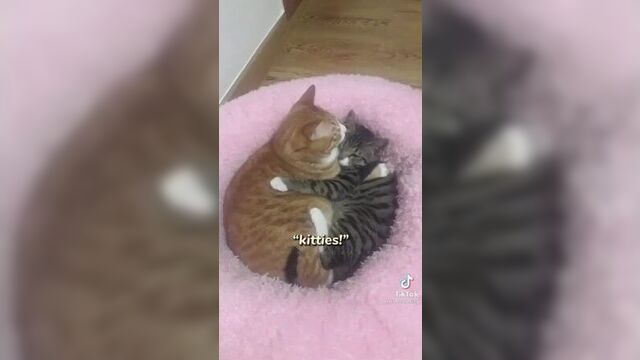 Суни дуни дори