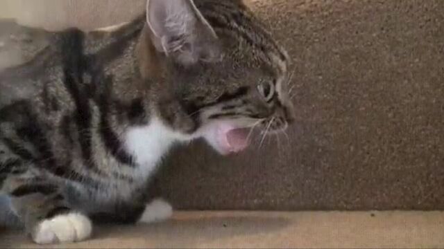 Гиф прикол кот с колбасой прикольные гифки смех до слёз.я плакал,истерика слезы юмор gif ржач ржака