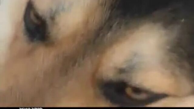 Владимир захаров (рок острова) на кольцевой (песня про верного пса)