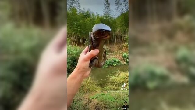 Большеголовая черепаха