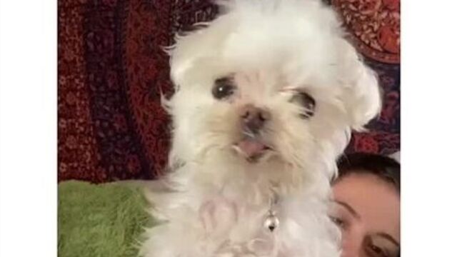 Видео собака бабака