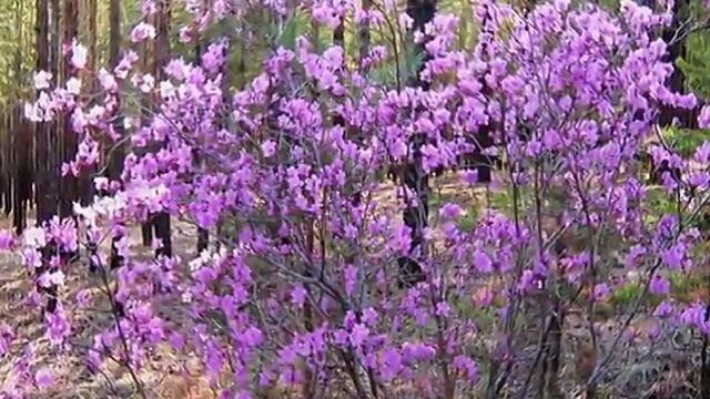 Привет чита