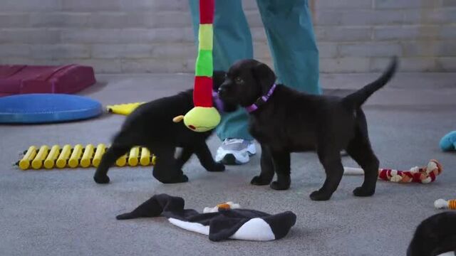 «щенячья школа»