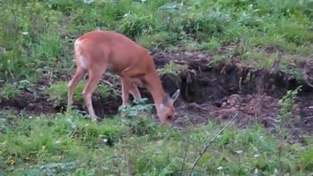 Косуля на солонце уоох "голоустное"