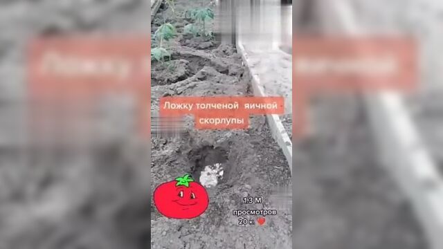 Что положить в лунку при посадке помидоров