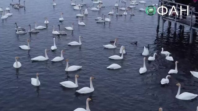 Стаи белых лебедей прилетели на зимовку в алтайский край