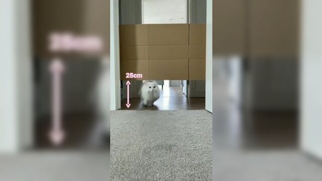 Очередной раз доказывает что коты это жидкость