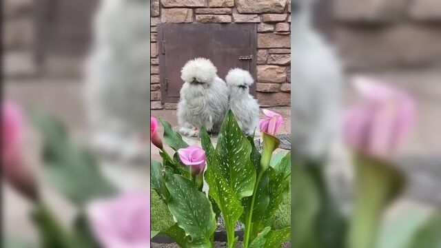 Удивительные шелковые куры. декоративные, так что не стоит от них ждать яиц)