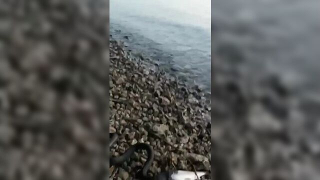 Змея_пожирает_рыбу.mp4