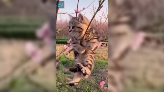 Весной распускаются котики