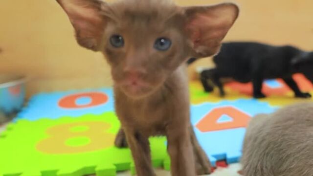 Коты ориенталы