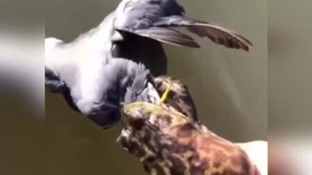 Вот что значит - жаба душит 